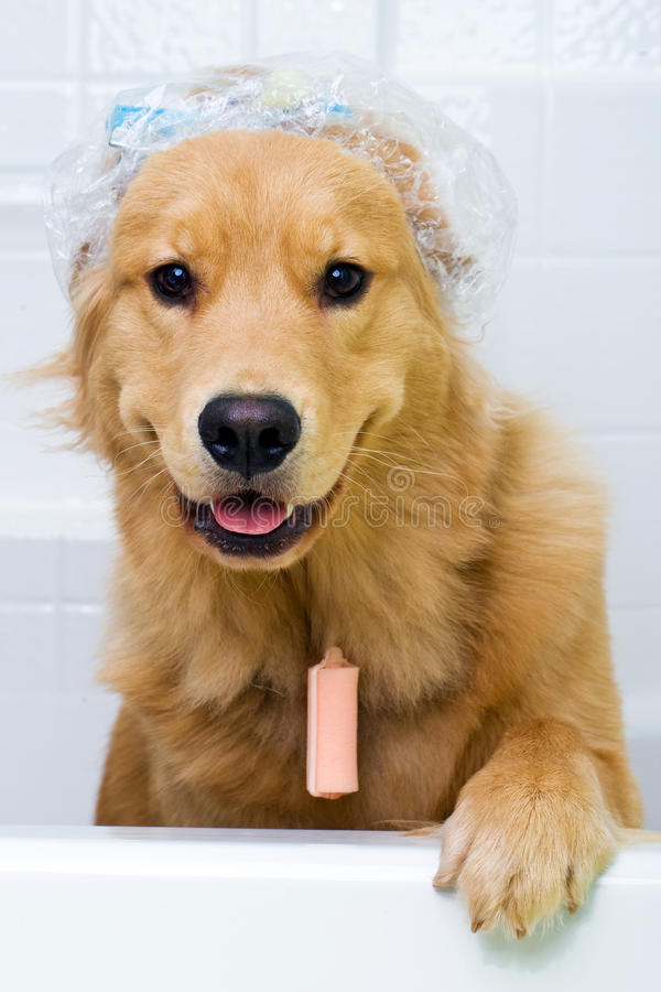 หมวกเสื้อคลุมอาบน้ำ Dog in Shower Cap
