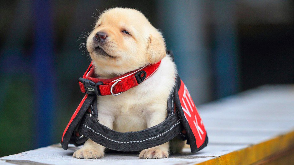 สุนัขตำรวจไต้หวัน เตรียมฝึกลูกสุนัข ตั้งแต่เดือนเศษ ทำหน้าที่ตรวจค้นหายาเสพติดเหมือนพ่อหมา K-9 รุ่นใหญ่