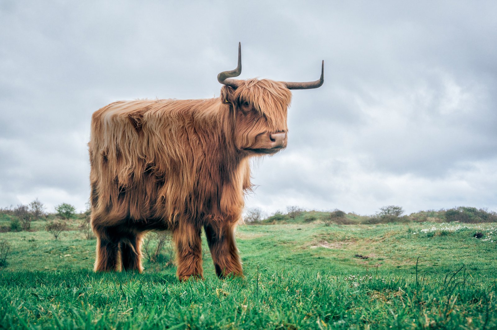 ดูน่ารักไปอีกแบบ กับเหล่าสัตว์โลกที่มีความตัวเหลี่ยมเหมือนในเกม Minecraft ถ้าเป็็นจริง จะชอบกันไหม