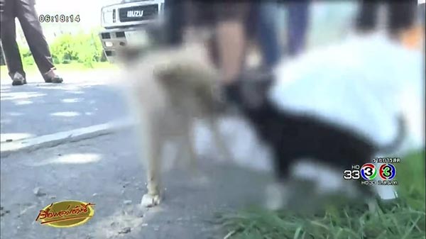 คนรักหมาควรระวัง ลุงกับภรรยาเดินสายไหว้พระ สุนัขโดดข้ามเบาะ ก้มอุ้มรถเสียหลักตกคูน้ำ ภรรยาเสียชีวิต