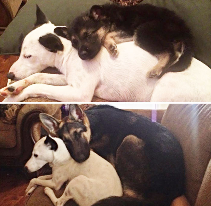 dogs-growing-up-before-after-29-594b73a14fd14__700.jpg