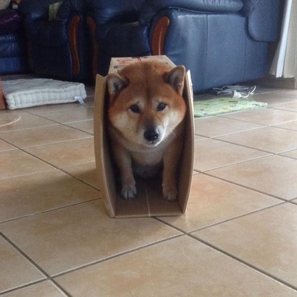 โทระ น้องหมาตีหน้าเศร้าจอมซนเจ้าของไม้ตายสุดเด็ด ดื้อแค่ไหนก็ตัดใจลงโทษไม่ลงทุกที