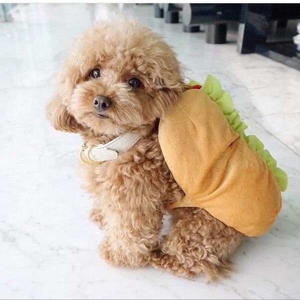 พุดเดิ้น หมาน่ารัก ขนาดนี้ เหตุผลทำไมพุดเดิ้นถึงได้นิยมเลี้ยงกันมานานแสนนาน เพราะ