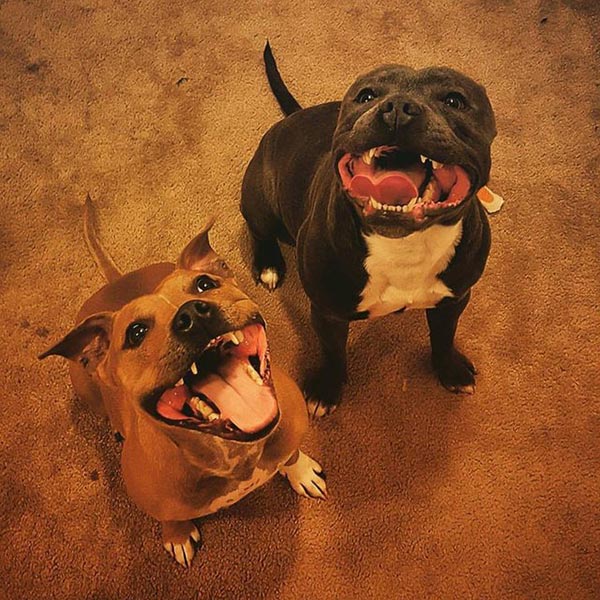 หมาโดนทิ้งทั้งสองตัว ตอนนี้กลายมาเป็นเพือนซี้ตัวติดกัน แค่มีกันในทุก ๆ วัน ก็ยังยิ้มได้