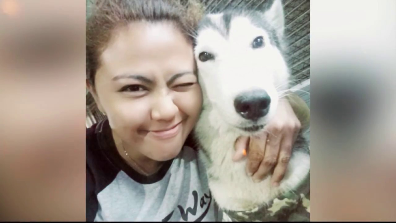 ลุงขับรถกระบะเหยียบสุนัขไซบีเรียนตาย เจอ 2 ข้อหา ทำให้เสียทรัพย์-ทารุณกรรมสัตว์ โดนหมายเรียกแล้ว