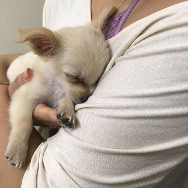 ลูกสุนัขถูกทิ้งไว้ภายในสนามบิน พร้อมโน๊ตจากเจ้าของ ที่ทำให้ใจสลายจนต้องน้ำตาไหล