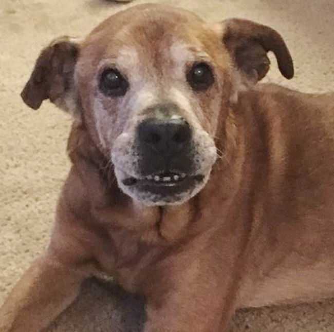 เจ้าหมาแก่ยื้อชีวิตตัวเองสุดกำลัง เพื่อรอที่จะพบลูกในท้องของเจ้านาย ก่อนจะสิ้นลมอย่างสงบ