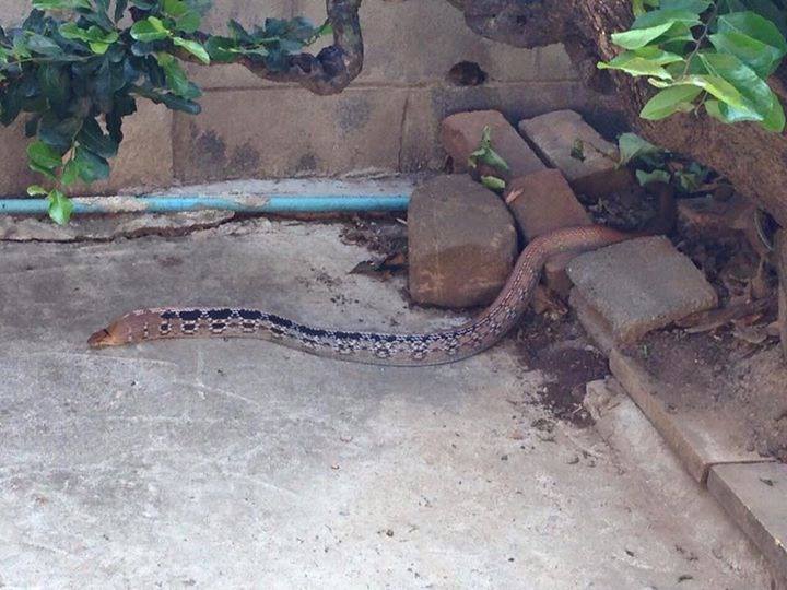 เจ้าของลมแทบจับ เห็นน้องหมาโดนงูพันร่าง งับไปงับมาเป็นเพือนกันเฉยเลย