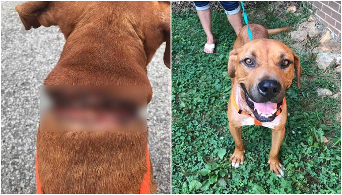 สุนัขถูกล่ามโซ่หนักมาเกือบทั้งชีวิต แผลเหวอะจนเห็นกระดูก ได้รับการช่วยเหลือมีอิสระ มีชีวิตใหม่ ไม่ต้องทรมานอีกต่อไป