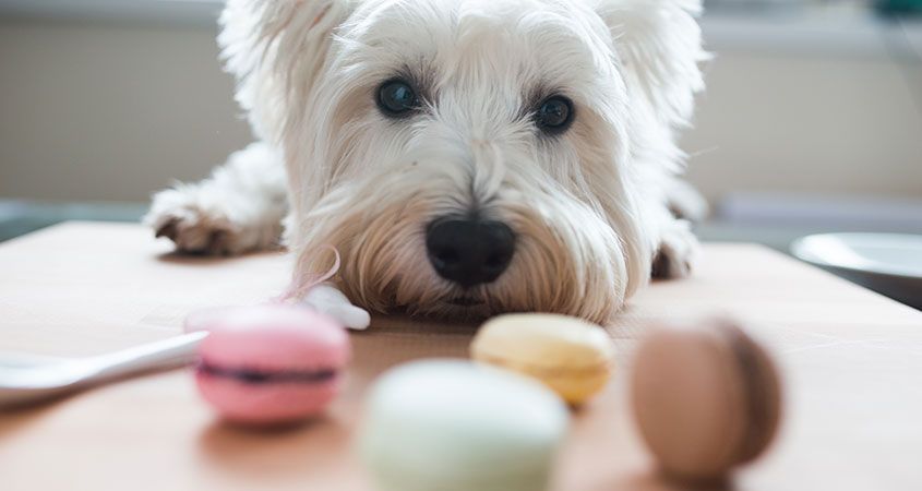 Healthy-dog-treats-What-to-look-for-what-to-avoid.jpg