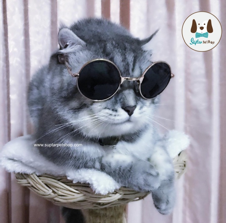 แว่นตาแมว-แว่นตาแมว-S__88842249-แว่นตาหมา-แว่นตาหมา.jpg.jpg