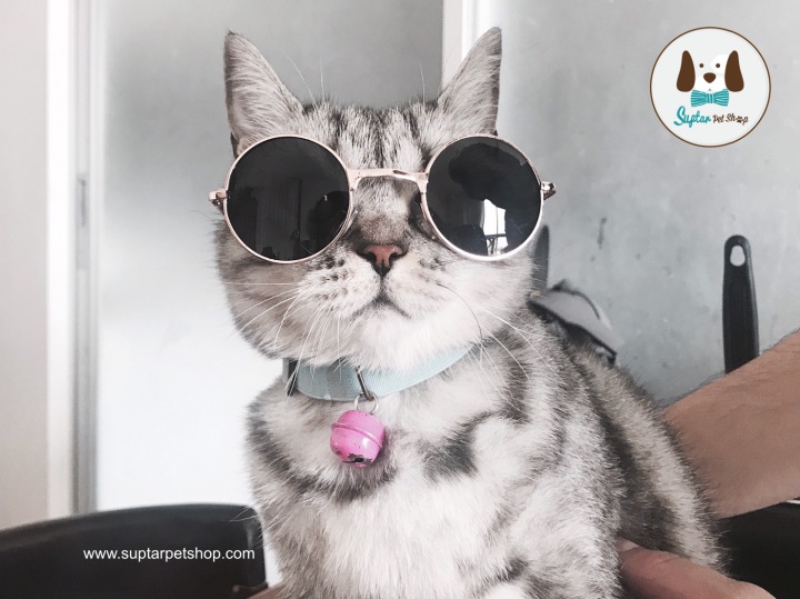 แว่นตาแมว-แว่นตาหมา-S__10338601-แว่นหมา-แว่นตาหมา.jpg.jpg