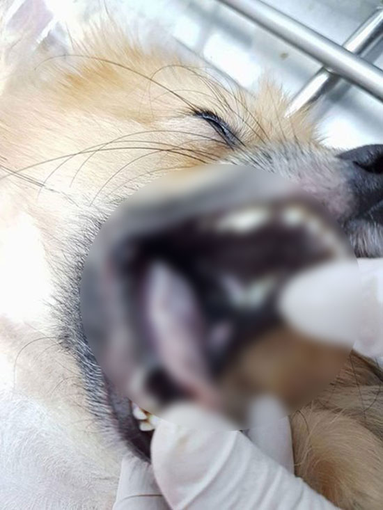 เจ้าของฟาร์มช็อก รู้ข่าวหมอฆ่าหมาเอาประกัน ตอนซื้อกำชับหมาขอ 2 ตัวขอราคาถูกที่สุดใครโทรถามบอกเกรดประกวด