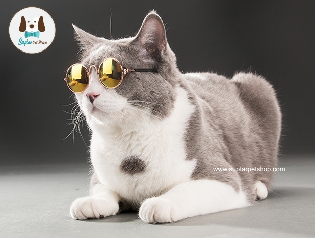 แว่นตา8cm-ห-หมาแมว.jpg