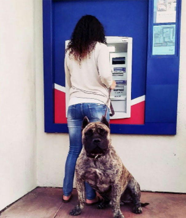dogs-protect-atm-112-59cb5fc6af1aa__605.jpg