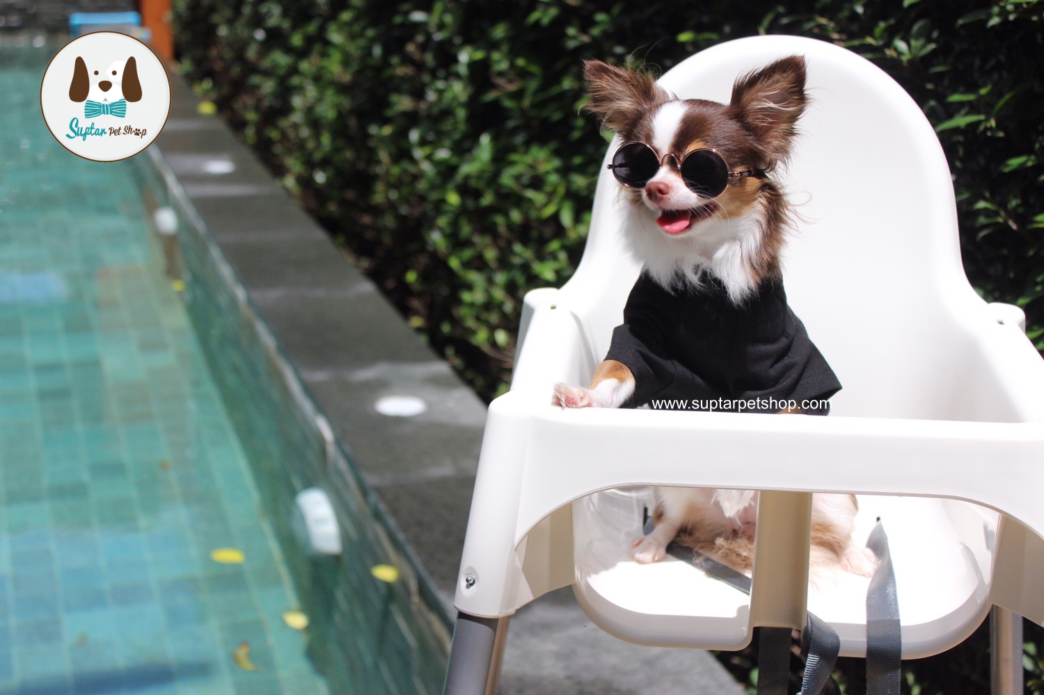 แว่นหมา แว่นแมว แว่นสุนัข แว่นกันแดดสุนัข ขายปลีก ขายส่ง ราคาเริ่มต้น 60 บาท