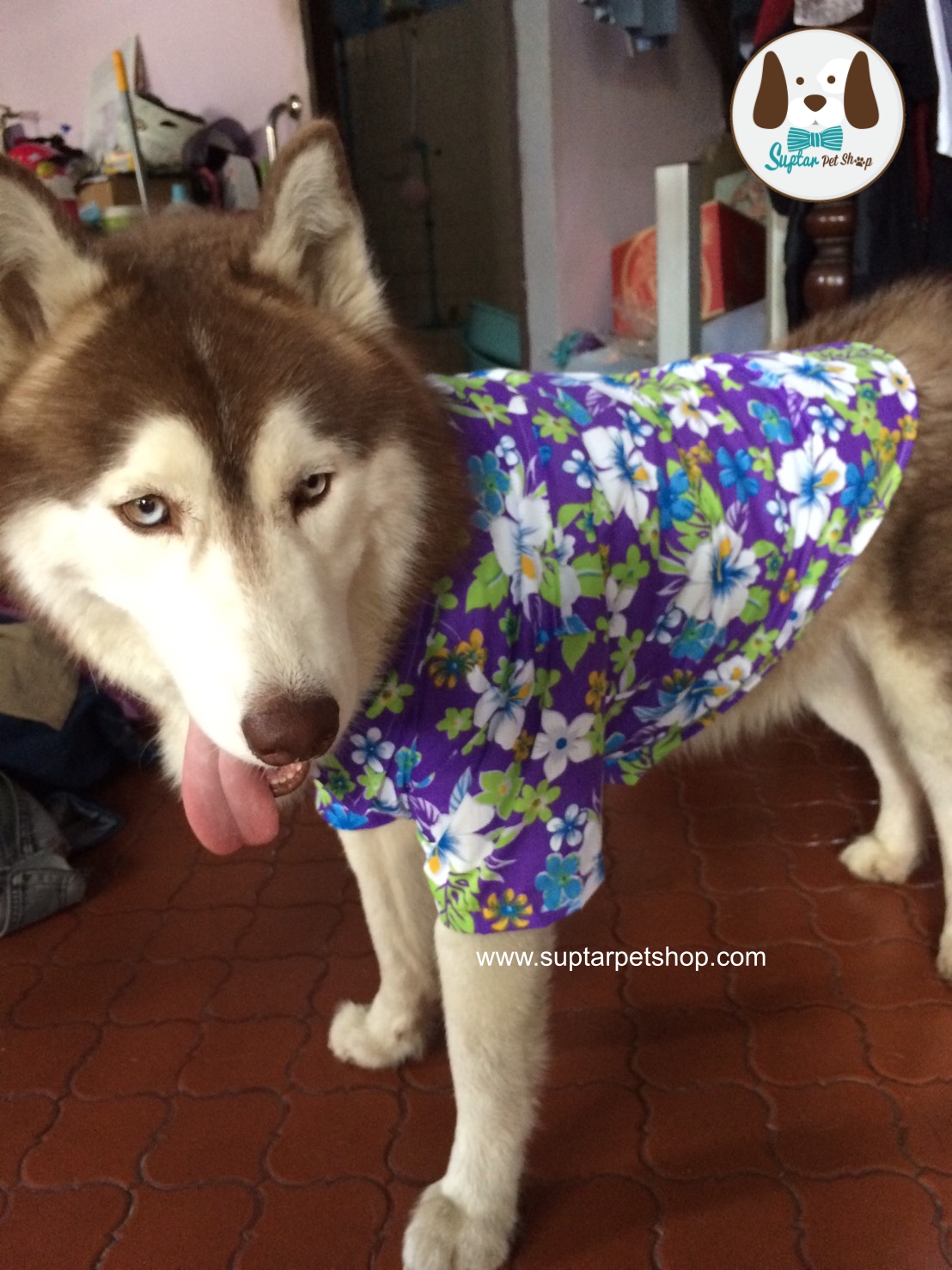 เสื้อสงกรานต์หมาแมว เสื้อเชิ๊ตลายดอกสุนัข เสื้อเชิ๊ตลายดอกแมว ทั้งของหมาเล็ก หมาใหญ่ ปลีก-ส่ง