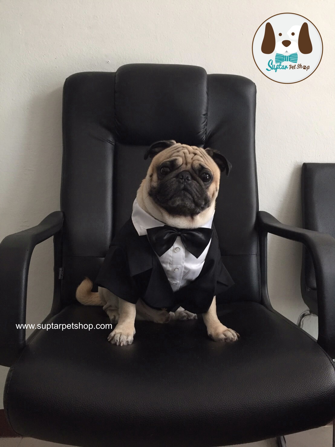 ชุดแต่งงานน้องหมา น่ารักๆ มีหลากหลายแบบ เห็นแล้วต้องกรี้ดดเลย