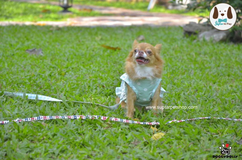สายจูงสุนัขwww.suptarpetshop.com02-20160514-103551เสื้อผ้าหมาน่ารัก-ราคาถูก.jpg.jpg
