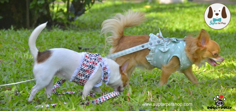สายจูงสุนัขwww.suptarpetshop.com03-20160514-103545เสื้อผ้าหมาน่ารัก-ราคาถูก.jpg.jpg