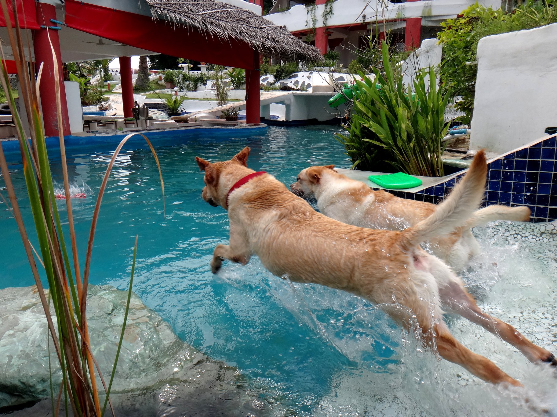 มิราเบล รีสอร์ต แอนด์ มินิ กอล์ฟ พัทยา สุนัขพักได้ สระว่ายน้ำ น้องหมาเล่นได้ด้วย