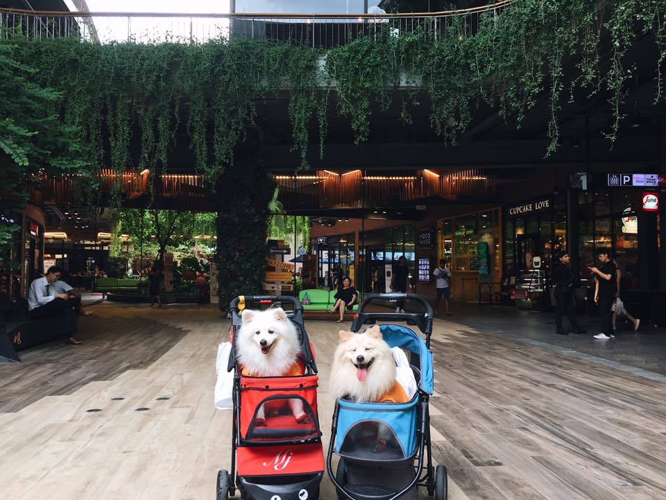 ห้างสัตว์เลี้ยงเข้าได้ในกรุงเทพฯ ปี 2025