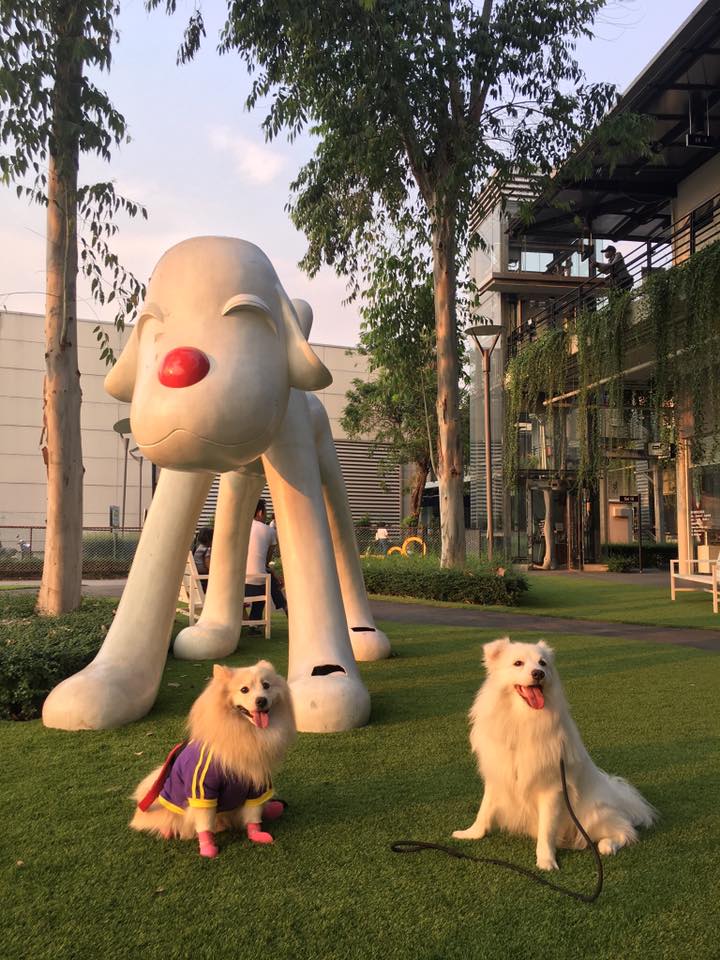 ห้างสัตว์เลี้ยงเข้าได้ในกรุงเทพฯ ปี 2025