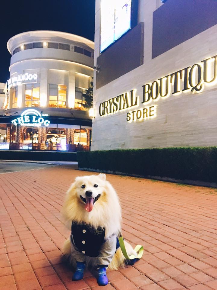 ห้างสัตว์เลี้ยงเข้าได้ในกรุงเทพฯ ปี 2025