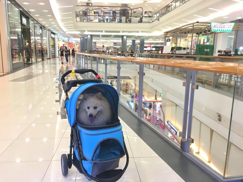 ห้างสัตว์เลี้ยงเข้าได้ในกรุงเทพฯ ปี 2025