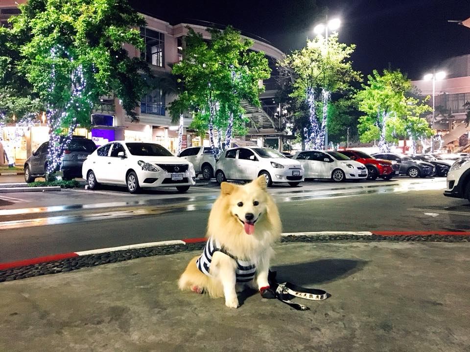 ห้างสัตว์เลี้ยงเข้าได้ในกรุงเทพฯ ปี 2025