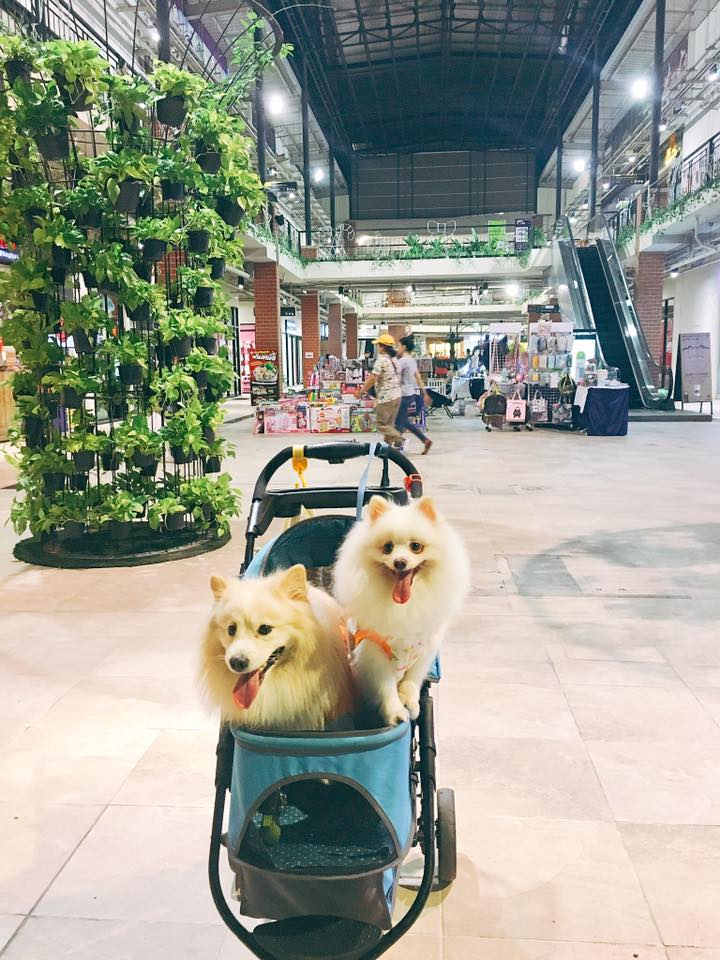 ห้างสัตว์เลี้ยงเข้าได้ในกรุงเทพฯ ปี 2025