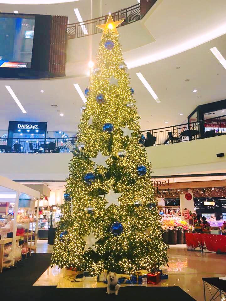 ห้างสัตว์เลี้ยงเข้าได้ในกรุงเทพฯ ปี 2025