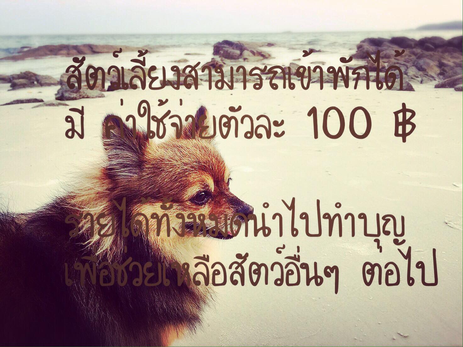 เบลล์ เฮาส์ (Bellhouse) เกาะเสม็ด อ่าววงเดือน ระยอง สุนัขพักได้