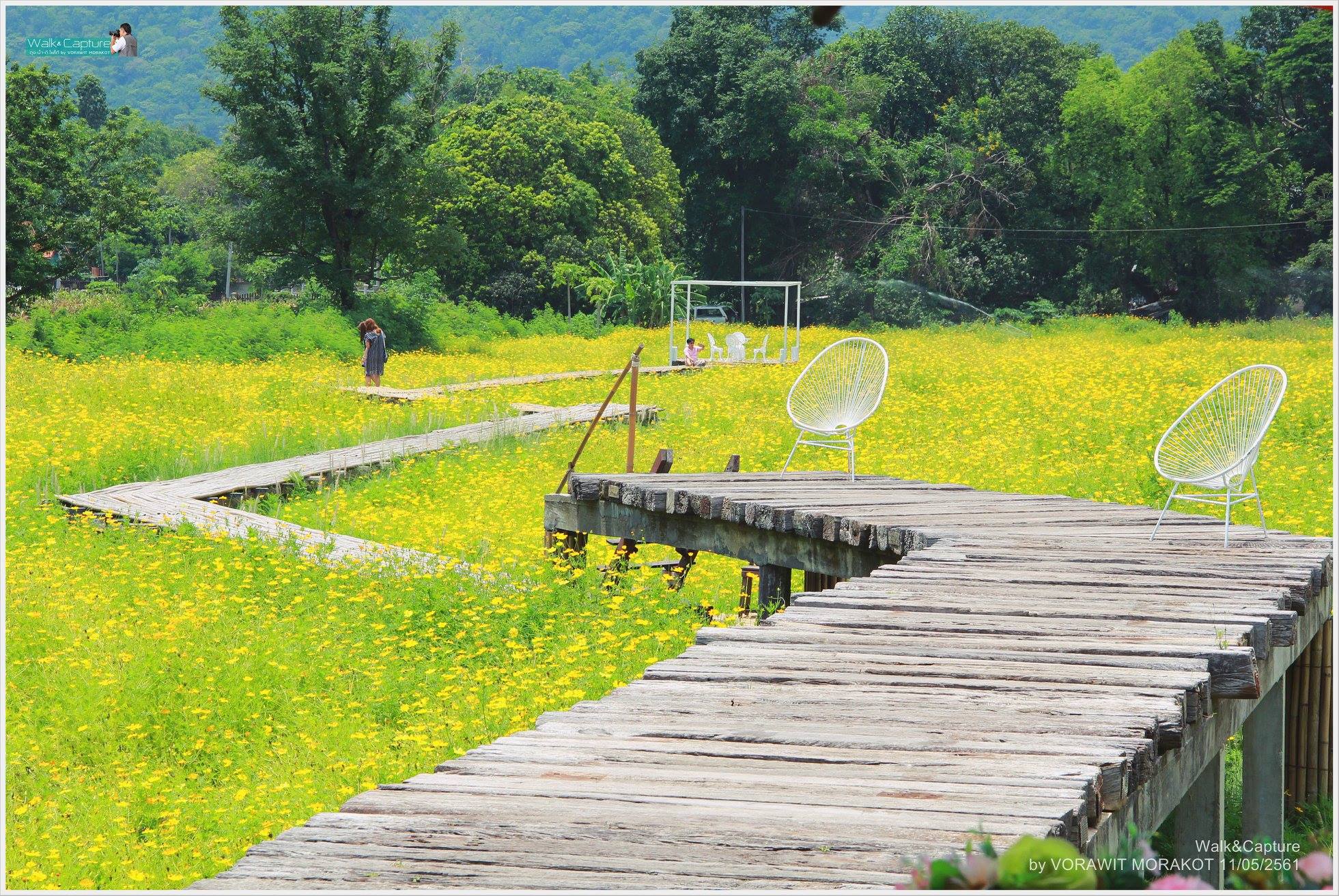 ทุ่งคอสมอส หรือดอกดาวกระจาย ลพบุรี บานสวยเส้นทางดอกไม้ ต้อนรับหน้าร้อน