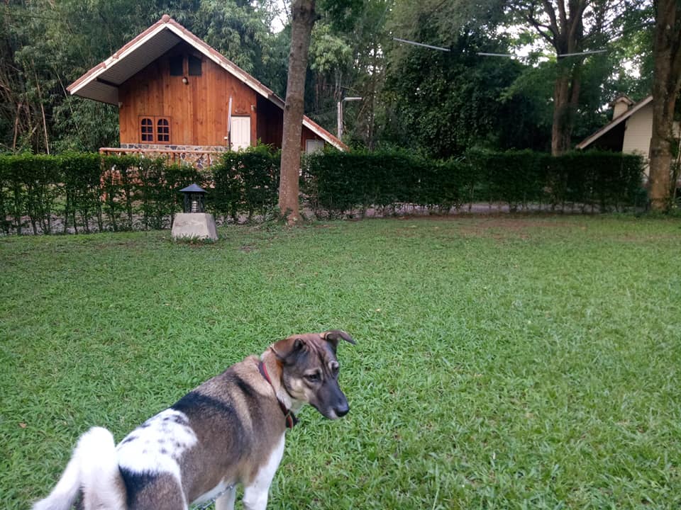 รีวิวที่พักสัตว์เลี้ยงเข้าพักได้ บ้านพักติดแม่น้ำ ภัทรวดี รีสอร์ท นครนายก น้องหมาพักฟรี ราคาหลักร้อย