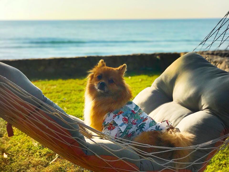 X2 Kui Buri Resort ที่พักติดทะเลหมาแมวพักได้ กุยบุรี ประจวบคีรีขันธ์ หมาใหญ่พักได้ พูลวิลล่าทุกห้อง