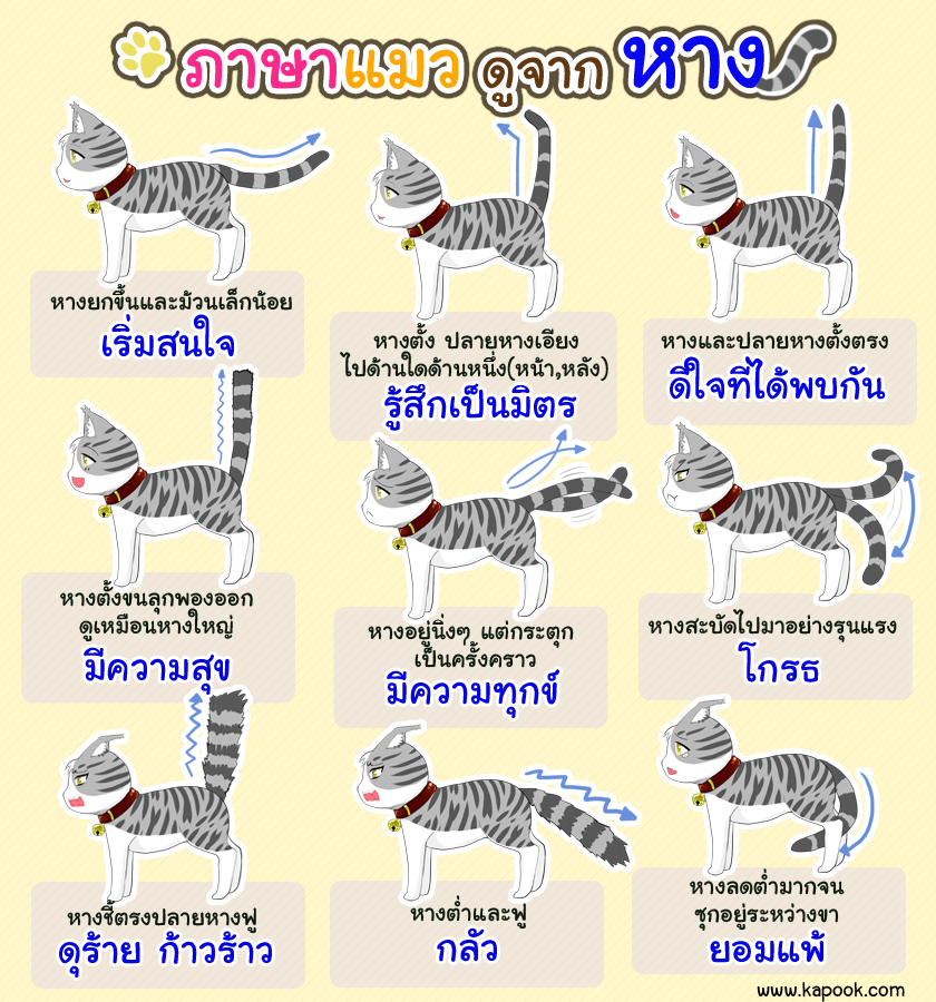 ภาษาแมวดูจากหาง06.jpg