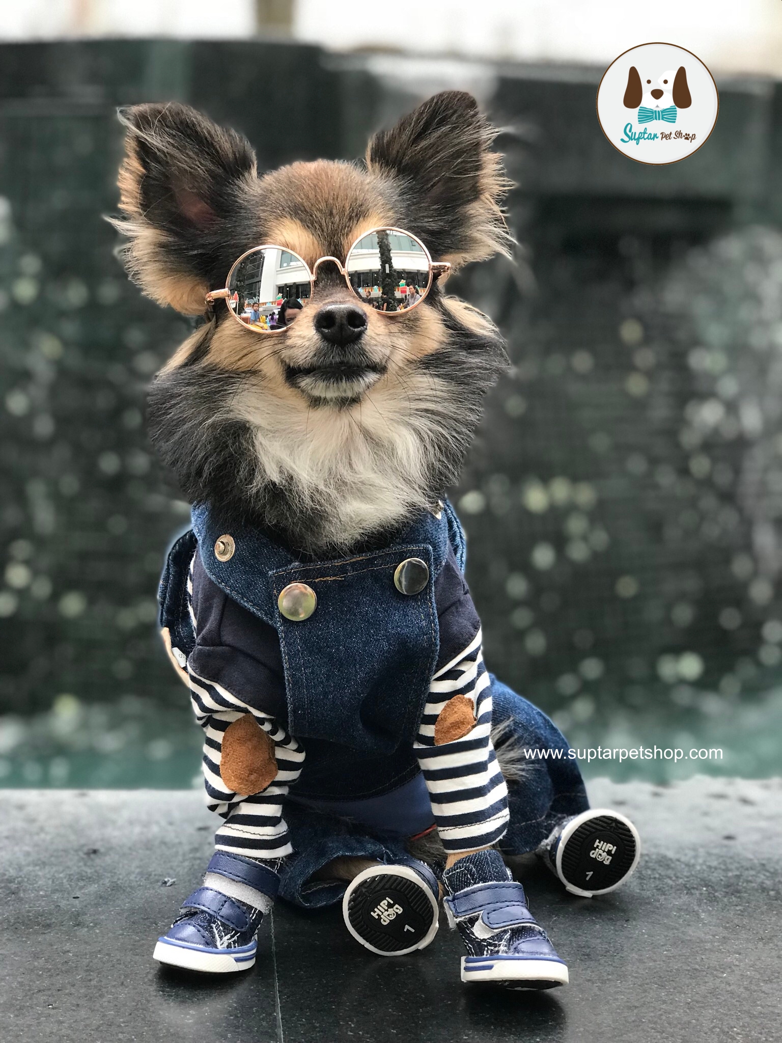 แว่นตาสุนัข ราคาถูก ส่งทั่วประเทศ แว่นตาหมา แว่นตาแมว แว่นแมว ขายส่ง