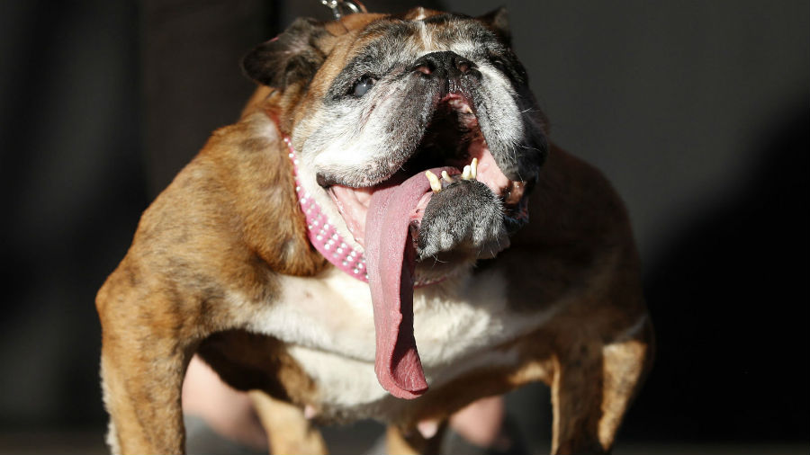 Ugliest dog 900.jpg