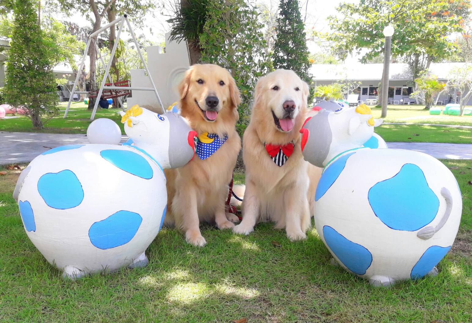 เมอร์ริโต้บีช รีสอร์ท ( เจ้าสำราญ บีช รีสอร์ท ) หาดเจ้าสำราญ เพชรบุรี ที่พักติดทะเล รีวิวที่พักหมาพักได้ โบ้โน หมาพาเที่ยว