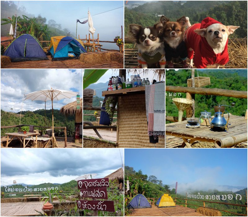 ไร่ม่อนฝ้ายสายหมอก ที่พักโฮมสเตย์ ลานกางเต็นท์ ที่พัก พาหมาเที่ยวน่าน สุนัขพักฟรี