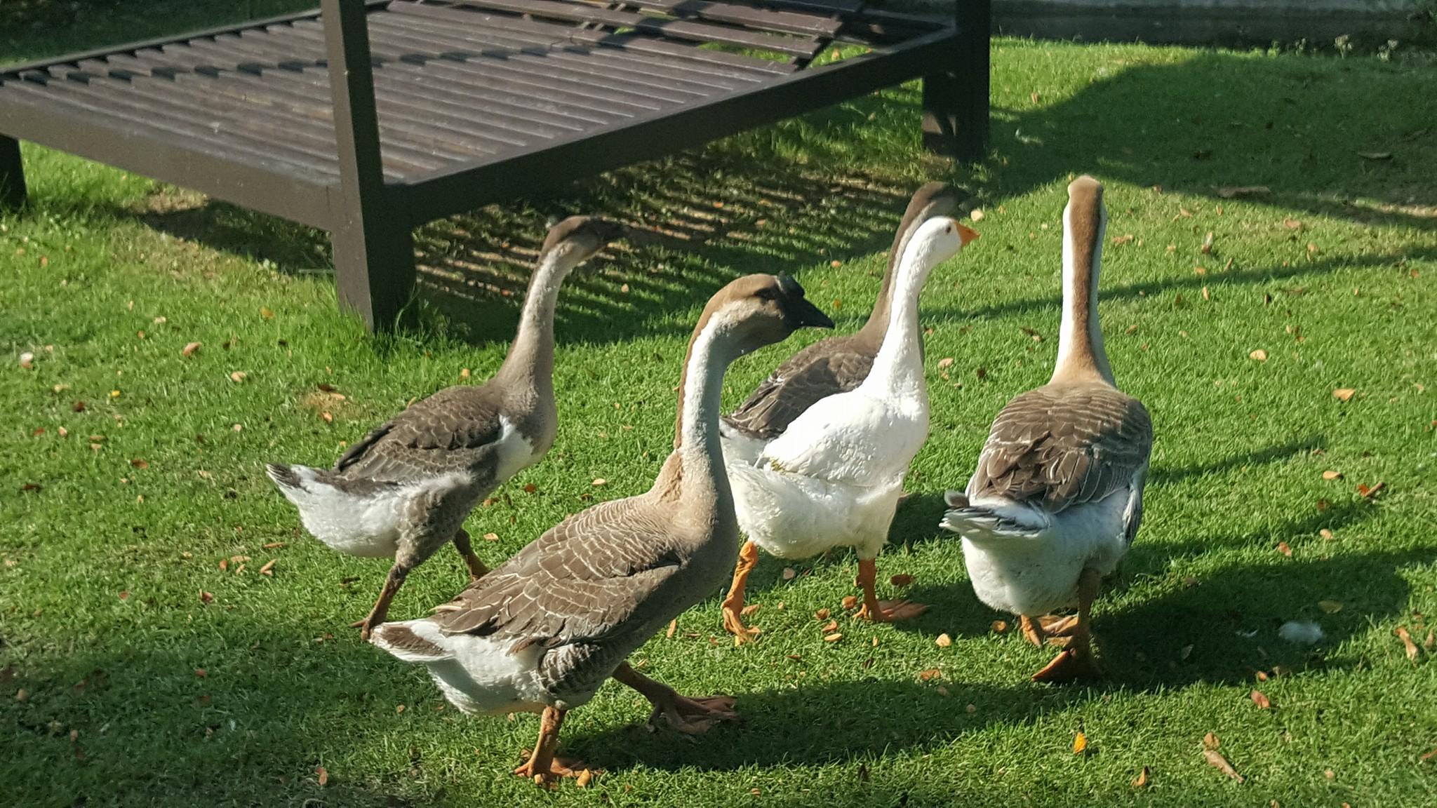บ้านอิงหมอนสัตหีบ ชลบุรี รีสอร์ท สุนัขพักได้ โฮมสเตย์สำหรับคนรักธรรมชาติ