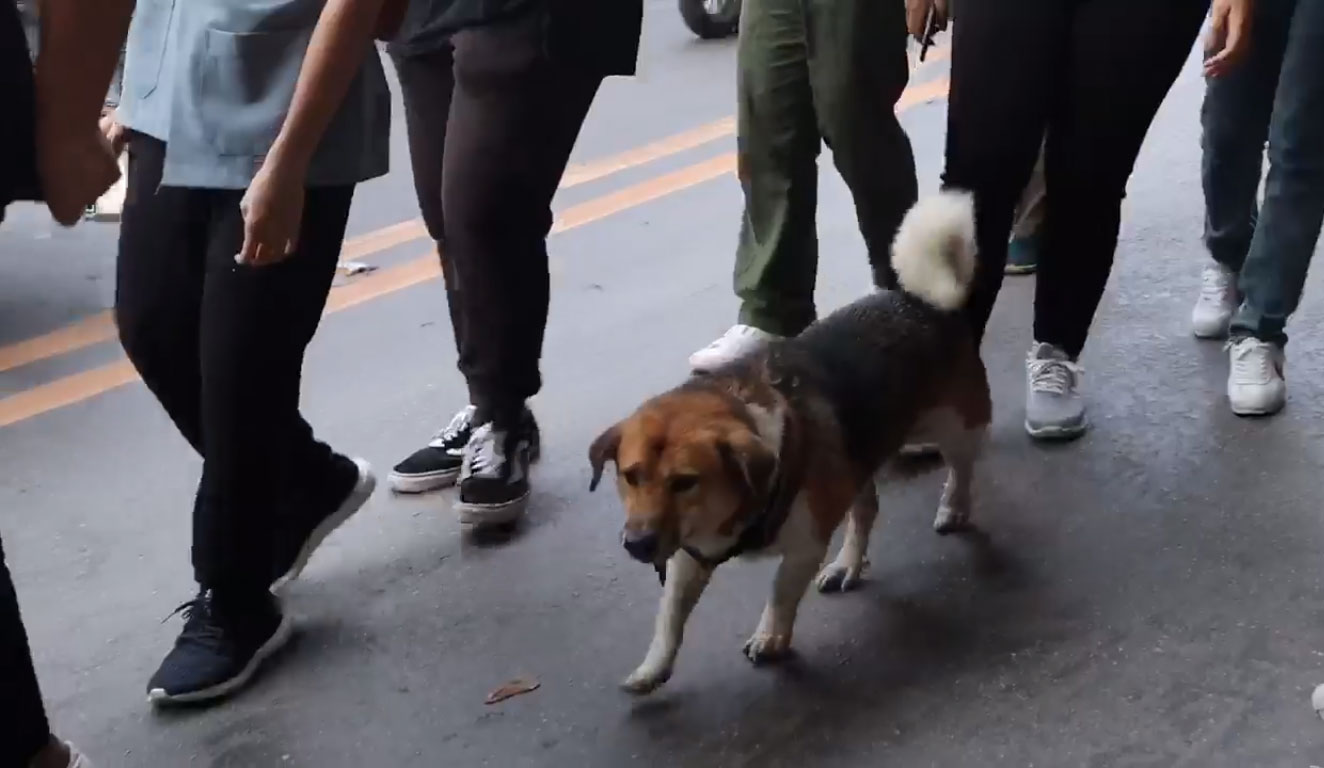 พี่เตี้ย สีสัน รับน้องขึ้นดอย มช. 2018 เซเลปน้องหมา รวมภาพน่ารัก