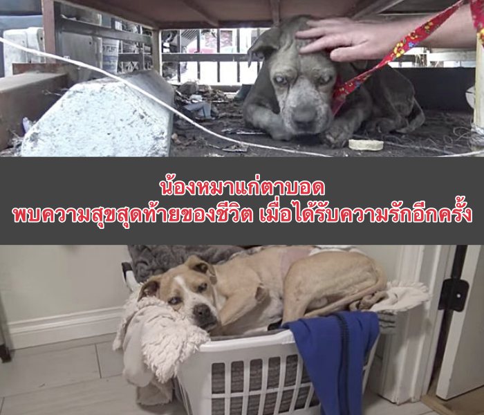 "ฉันขอโทษแทนใครก็ตามที่ทำกับแกแบบนี้นะ " น้องหมาแก่ตาบอด  พบความสุขสุดท้ายของชีวิต เมื่อได้รับความรักอีกครั้ง