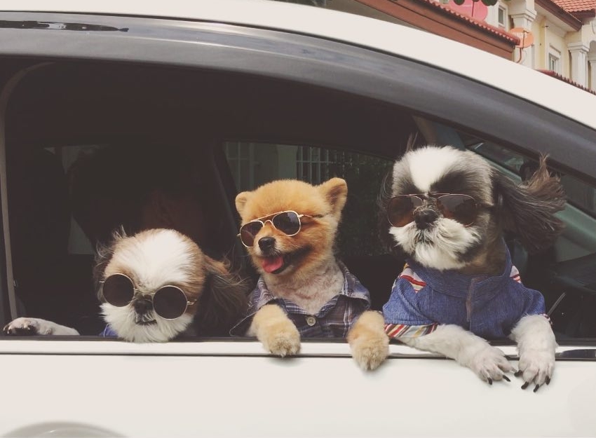 40 ที่พัก สัตว์เลี้ยงพักได้ ทั่วประเทศไทย วิวสุดปัง พาเพื่อนรักแสนรู้ ท่องโลกกว้างกัน