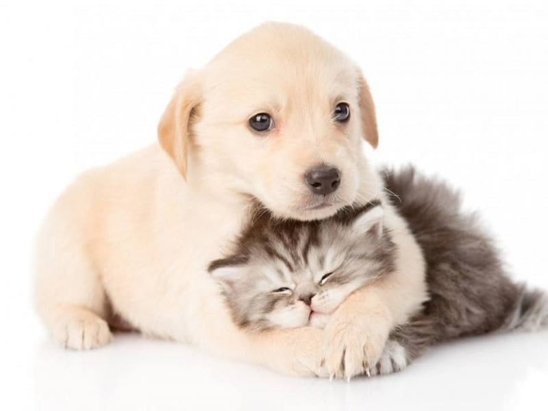 cat_and_dog-1484856794-6718.jpg