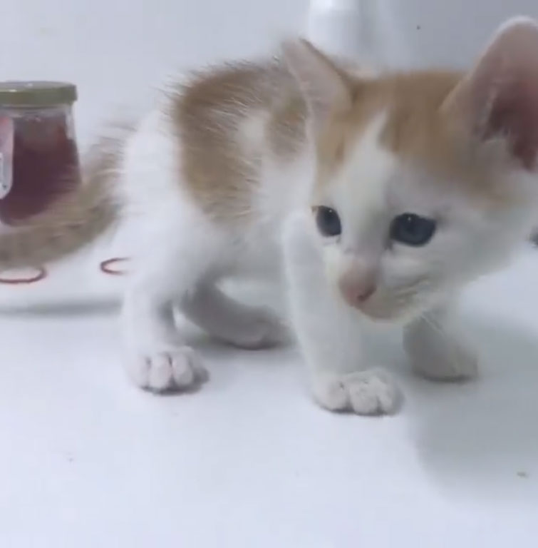 กลุ่มคนรักสัตว์รับไม่ได้ ! ดีเจสาวขอลูกแมวไปเลี้ยง แต่กลับนำนำไปทารุณ ทุบตีจนตาย เพียงเพื่อแลกเหรียญในดาร์กเว็บ ทำมาหลายครั้งแล้ว