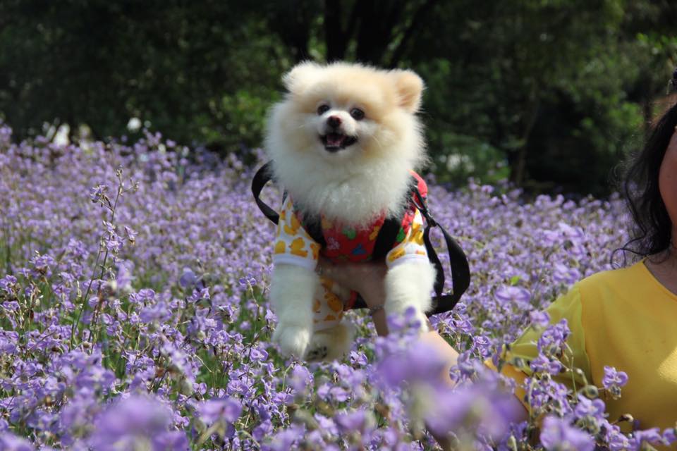 พาหมาเที่ยว ทุ่งดอกหงอนนาค ปราจีนบุรี 2561 น้องหมาแมวเข้าชมฟรี กำลังบานเลยช่วงเดือนตุลาคม สีม่วงสวยต้อนรับหน้าหนาว นี้