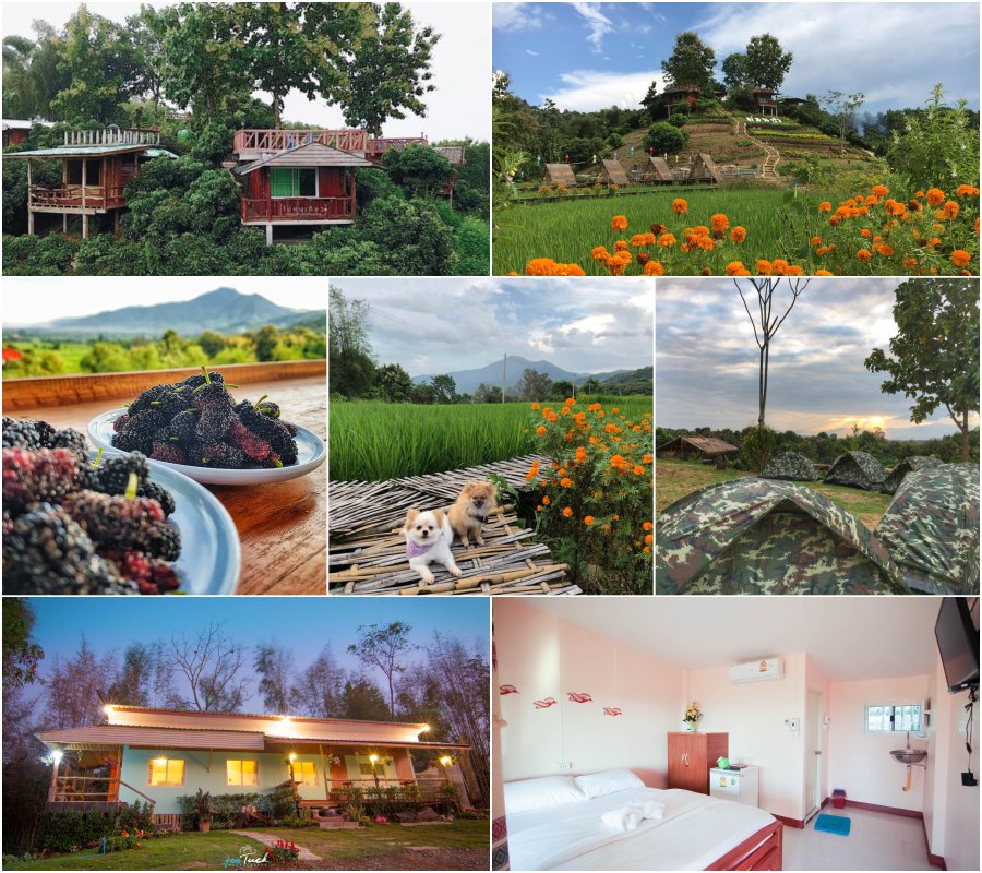 ม่อนปัวโฮมสเตย์ อ.ปัว จ.น่าน พาหมาเที่ยวน่าน โฮมสเตย์วิวเขา มองเห็นวิวทิวทัศน์ทุ่งนาน้องหมาแมวเข้าพักฟรี