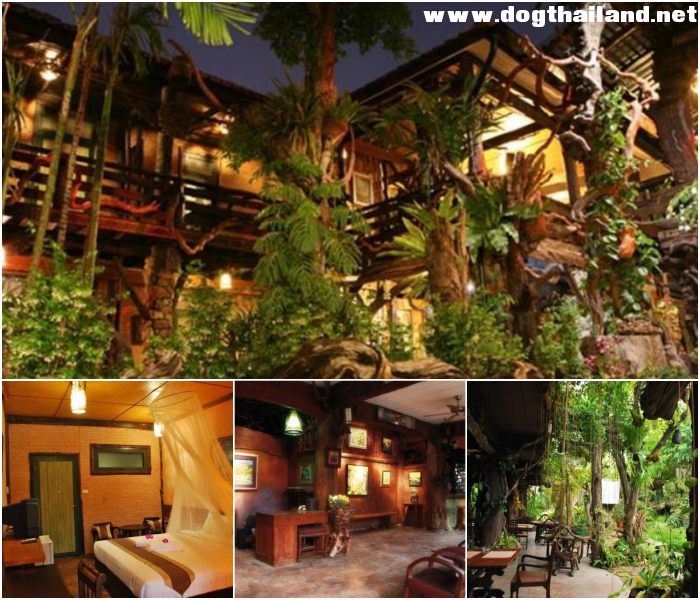 รวมที่พักหมาพักได้ เชียงใหม่ Pet Friendly หมาใหญ่พักได้ พาหมาเที่ยวเชียงใหม่ ล่าสุด
